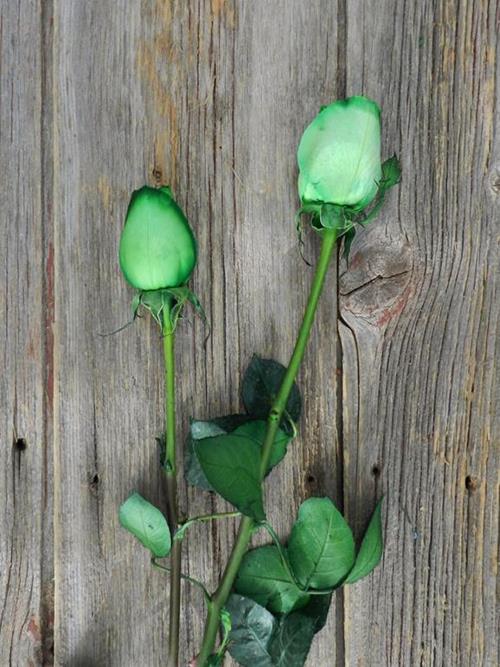  GREEN TINTED ROSE